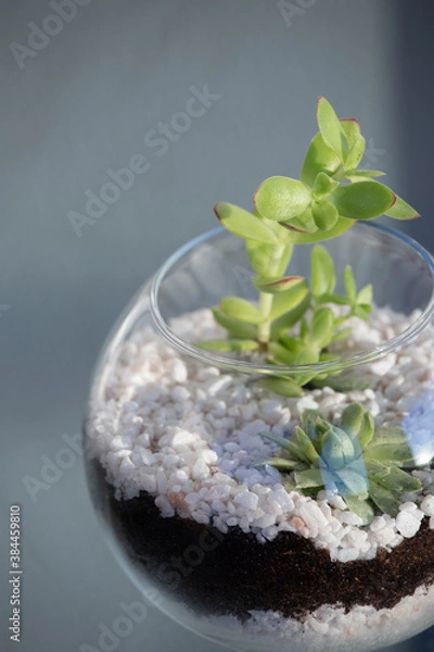 Fototapeta Suculentas