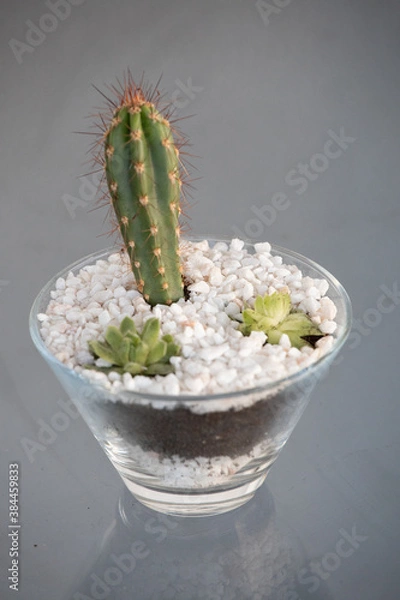 Fototapeta Suculentas