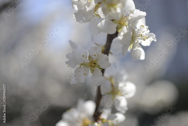 Obraz Cherry tree flowers 벚나무 꽃