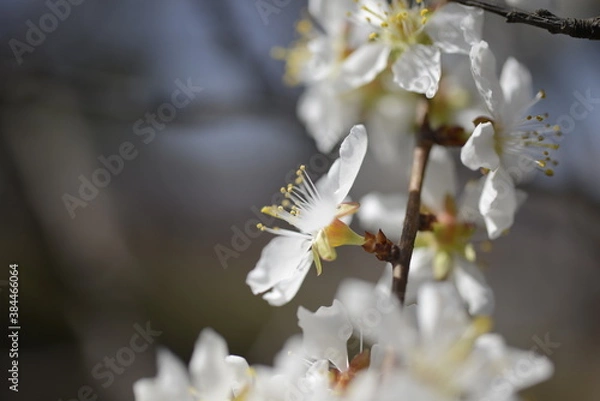 Obraz Cherry tree flowers 벚나무 꽃