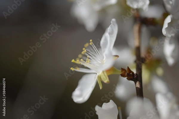 Obraz Cherry tree flowers 벚나무 꽃