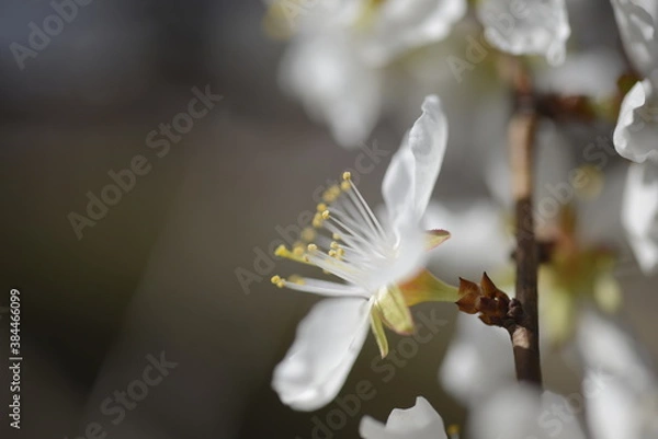 Fototapeta Cherry tree flowers 벚나무 꽃