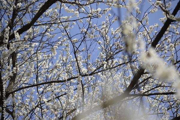 Obraz Cherry tree flowers 벚나무 꽃