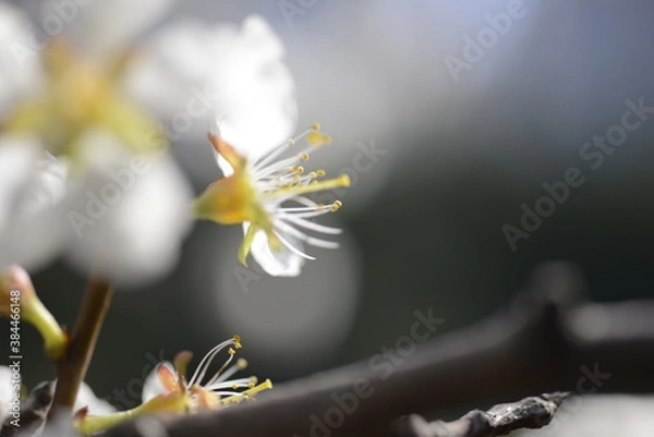 Fototapeta Cherry tree flowers 벚나무 꽃