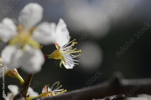 Obraz Cherry tree flowers 벚나무 꽃