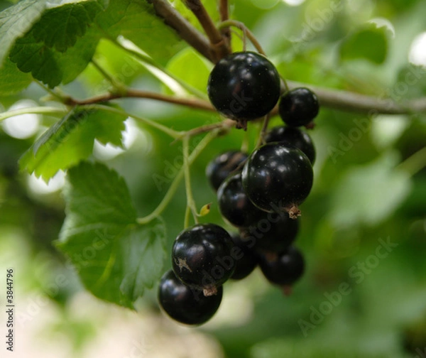 Fototapeta blackcurrant on branch