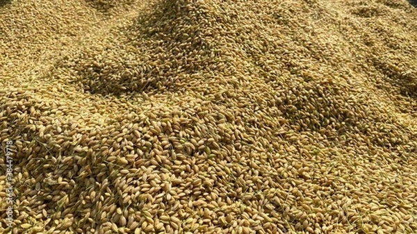 Obraz 脱穀された直後の籾