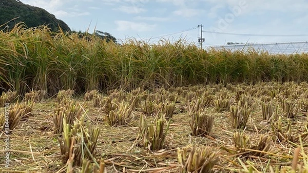 Obraz 収獲途中の田んぼ