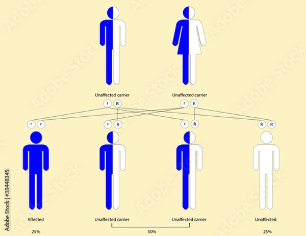 Obraz Thalassemia pattern of inheritance