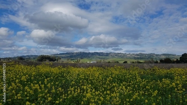 Obraz field of yellow flower and blue dramatic cloudy sky