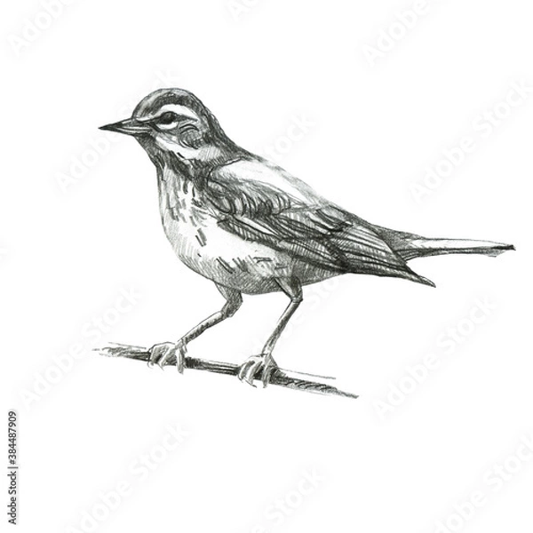 Obraz Pencil illustration, thrush. Sitting forest bird drawn with a pencil.