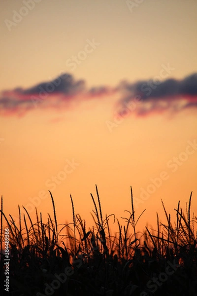 Fototapeta sunset in the field