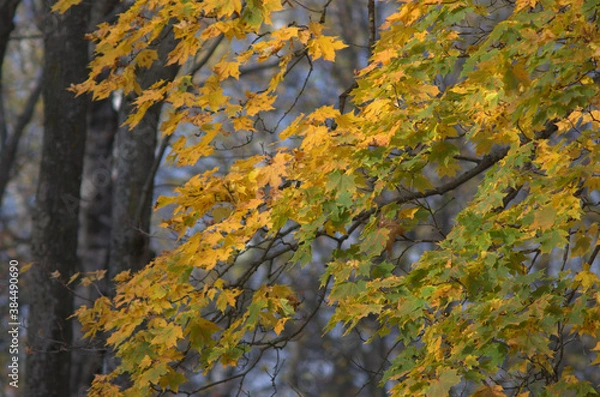 Obraz autumn leaves in the forest