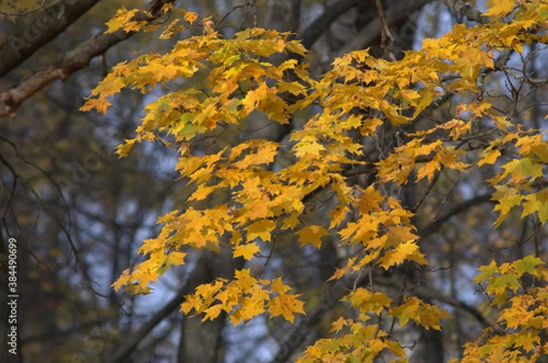 Obraz autumn leaves in the park