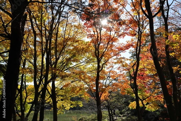 Fototapeta 紅葉の風景