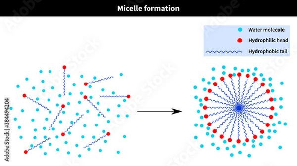 Fototapeta Micelle formation after critical temperature and concentration: water, h2o, hydrophilic, tail, hydrophobic, head, cation, anion, molecule
