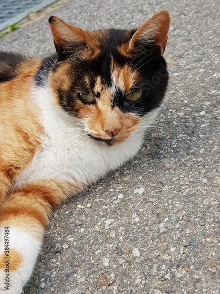 Fototapeta A cute cat lying down