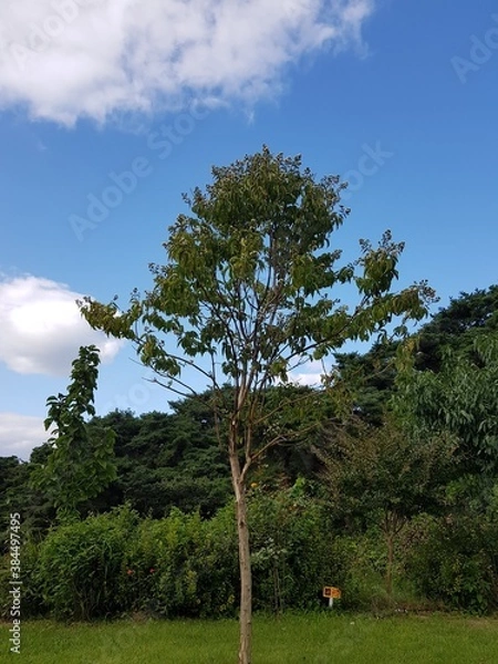 Fototapeta a tree is stand alone
