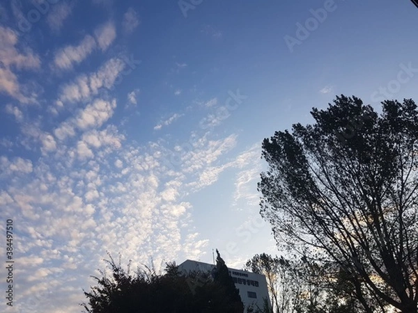 Fototapeta white cloud and tree
