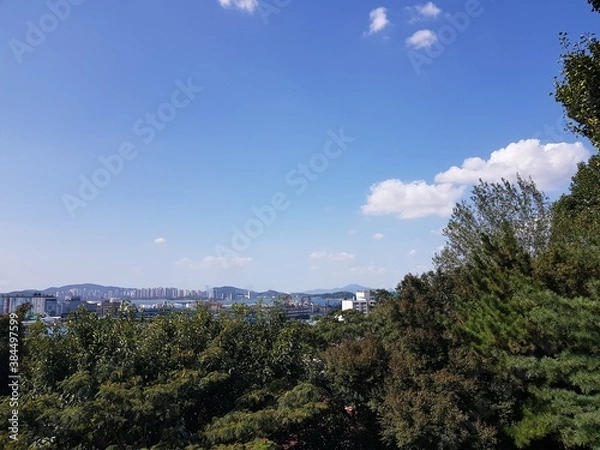 Fototapeta forest under clear white sky