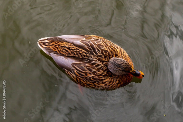 Obraz dzika kaczka
