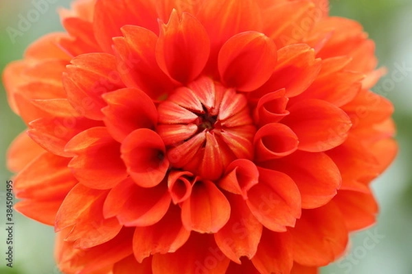 Fototapeta 綺麗に咲いているダリア