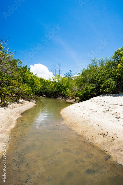 Fototapeta マングローブのビーチ