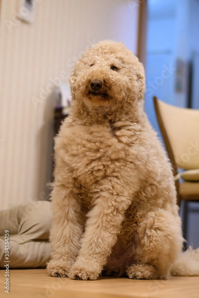 Fototapeta おすわりをする犬（ラブラドゥードル）