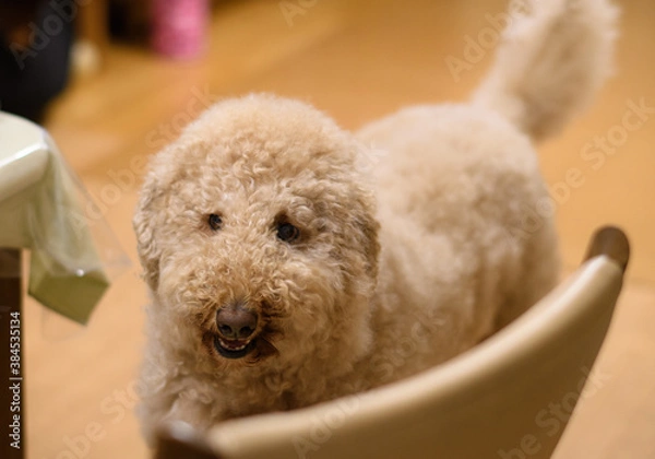 Obraz 家の中でくつろぐ犬（ラブラドゥードル）