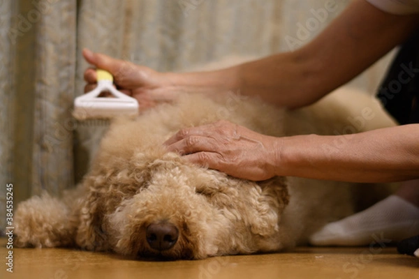 Obraz ブラッシング中の犬（ラブラドゥードル）