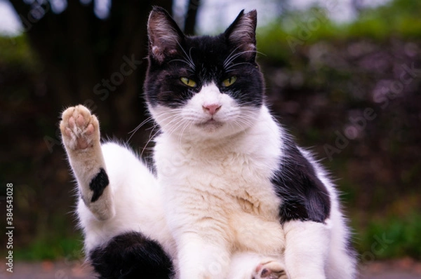 Obraz 足を上げて挨拶をしているように見える地域猫