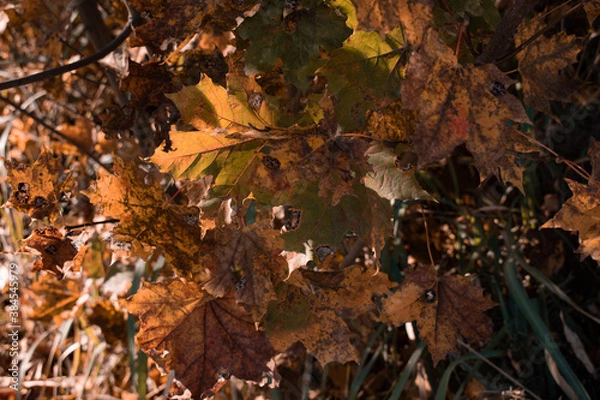 Fototapeta Autumn leaves in the forest. Shooting date - 10/11/2020. Location - Limbazi, Limbazu novads, Latvia.