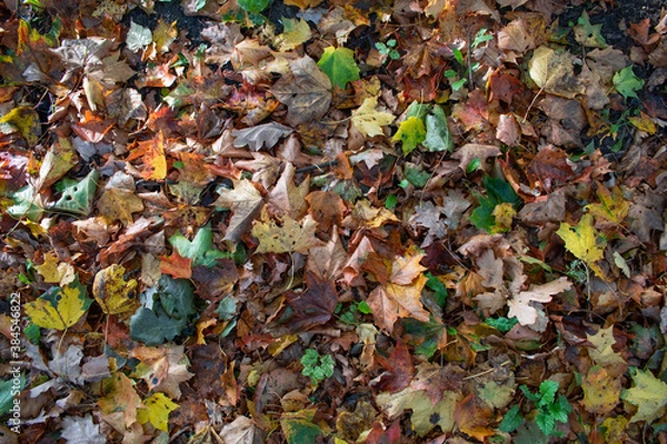 Fototapeta Fallen autumn leaves covering the entire image. Very colorful! Shooting date - 10/11/2020. Location - Limbazi, Limbazu novads, Latvia.