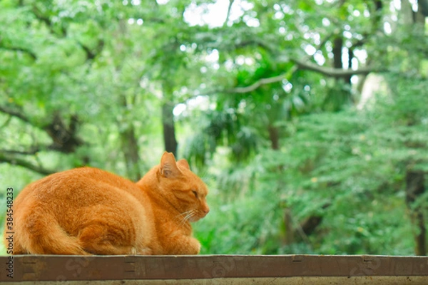 Obraz 横を向くネコ