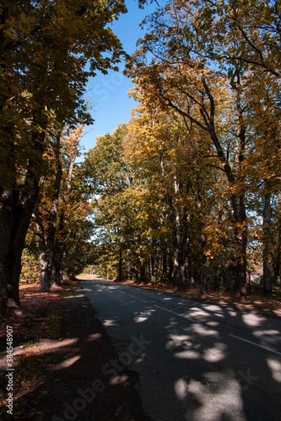 Fototapeta Trees in autumn around road. Shooting date - 10/11/2020. Location - Limbazi, Limbazu novads, Latvia.