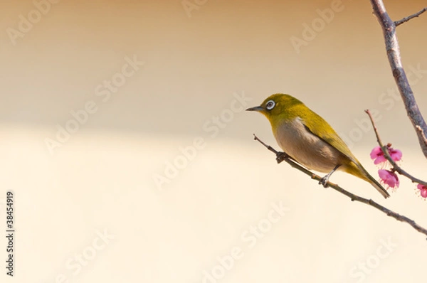 Obraz 梅の木に止まるメジロ