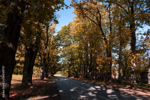 Fototapeta Trees in autumn around road. Shooting date - 10/11/2020. Location - Limbazi, Limbazu novads, Latvia.