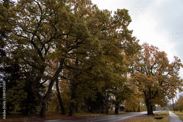 Fototapeta Trees in autumn around road. Shooting date - 10/11/2020. Location - Limbazi, Limbazu novads, Latvia.
