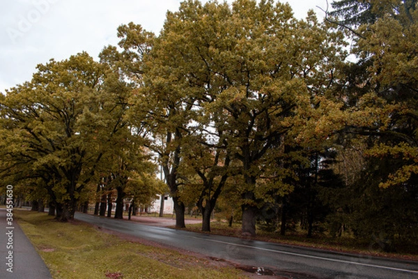 Fototapeta Trees in autumn around road. Shooting date - 10/11/2020. Location - Limbazi, Limbazu novads, Latvia.