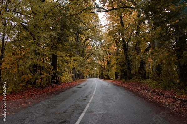 Fototapeta Trees in autumn around road. Shooting date - 10/11/2020. Location - Limbazi, Limbazu novads, Latvia.