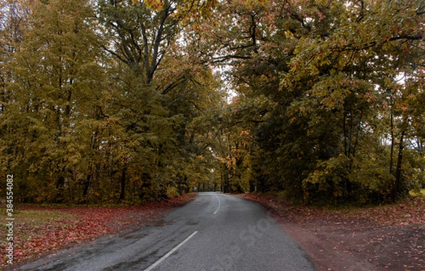 Fototapeta Trees in autumn around road. Shooting date - 10/11/2020. Location - Limbazi, Limbazu novads, Latvia.