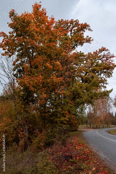 Fototapeta Autumn season is here, picture off trees in autumn. Shooting date - 10/11/2020. Location - Limbazi, Limbazu novads, Latvia.