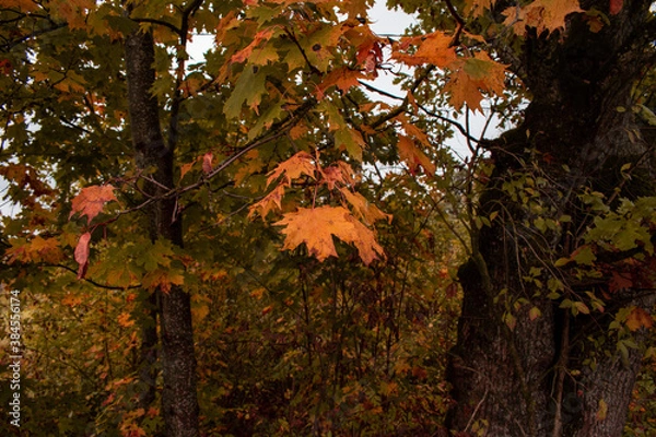 Fototapeta Autumn season is here, picture off leaves in autumn. Shooting date - 10/11/2020. Location - Limbazi, Limbazu novads, Latvia.