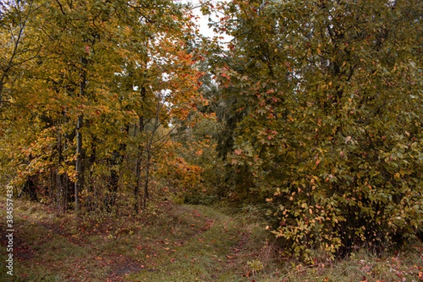 Fototapeta Autumn season is here, picture off trees in autumn. Shooting date - 10/11/2020. Location - Limbazi, Limbazu novads, Latvia.