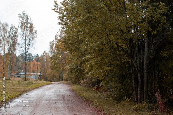Fototapeta Autumn season is here, picture off trees in autumn with road. Shooting date - 10/11/2020. Location - Limbazi, Limbazu novads, Latvia.