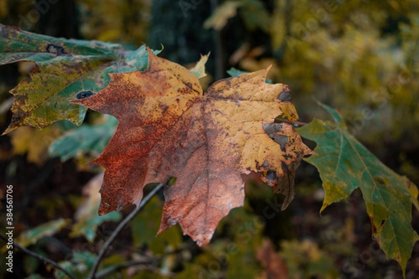 Fototapeta Autumn season is here, picture off leaves in autumn. Shooting date - 10/11/2020. Location - Limbazi, Limbazu novads, Latvia.