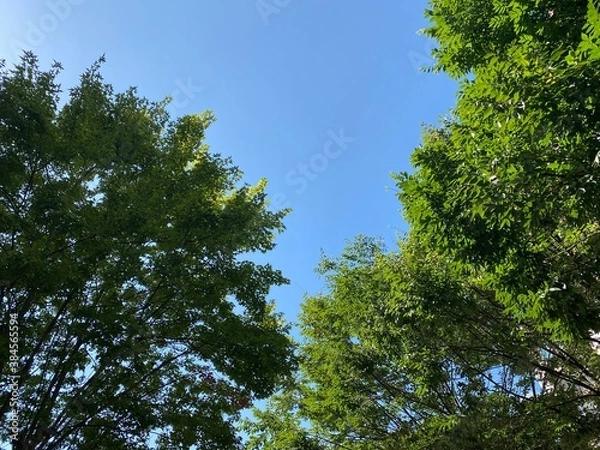 Fototapeta 초록초록 골목길