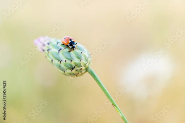 Obraz llega la primavera