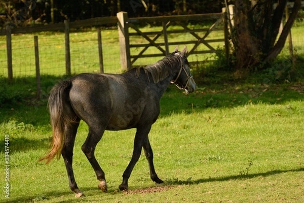 Obraz Grey horse stepping out in a meadow