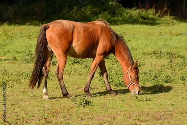 Obraz Bay horse grazing in a field